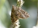 Thera britannica (Spruce Carpet).jpg